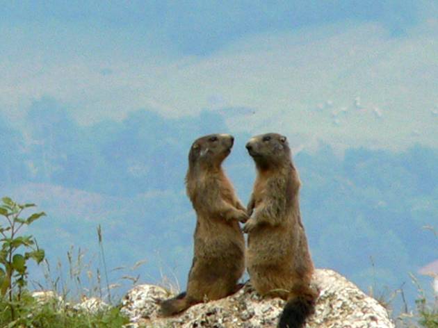 les marmottes vous saluent 